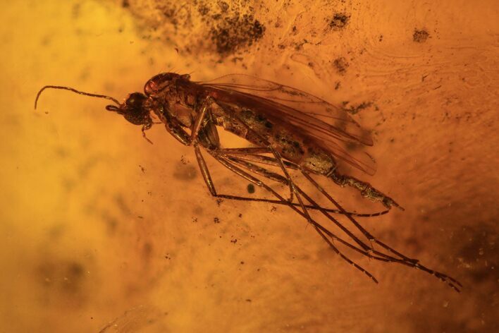 Detailed Fossil Fly And Wasp In Baltic Amber #87126